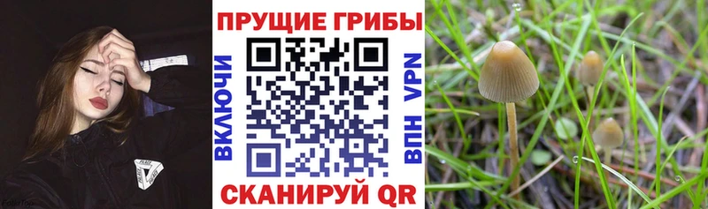 Псилоцибиновые грибы Psilocybe  Алушта 